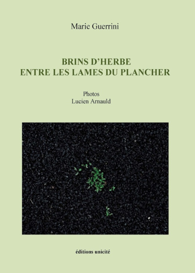 Brins dherbe Brins dherbe